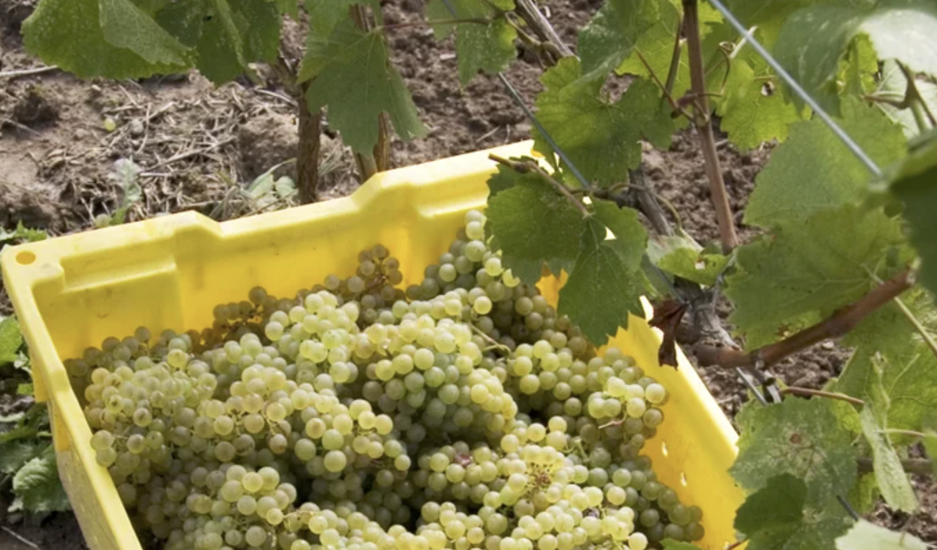 Melon de Bourgogne